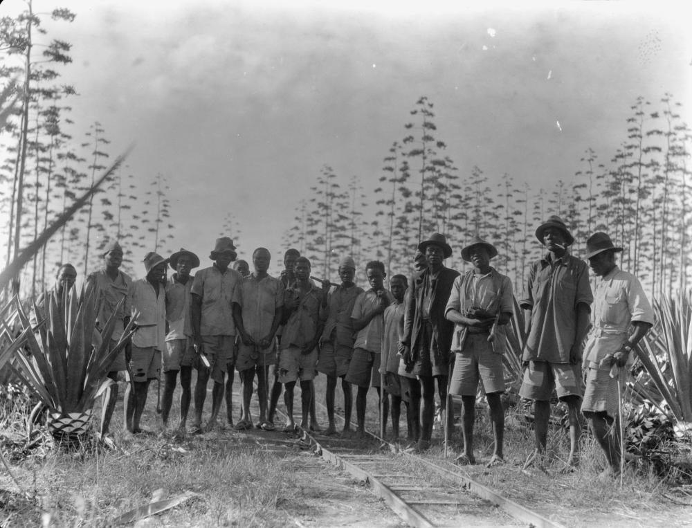 Plantations in Kenya Colony. Group of native sisal harvesters